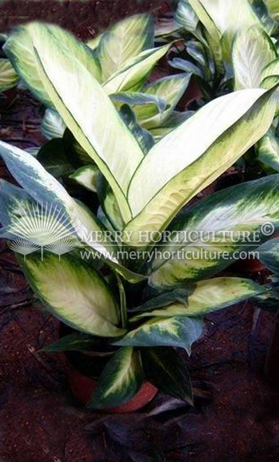 Dieffenbachia snow white